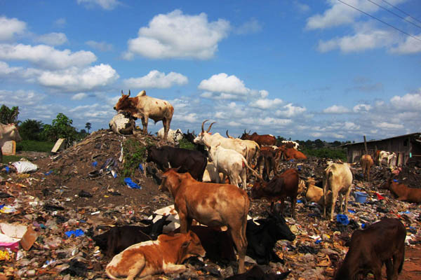Cows on the Guiglo garbage heap